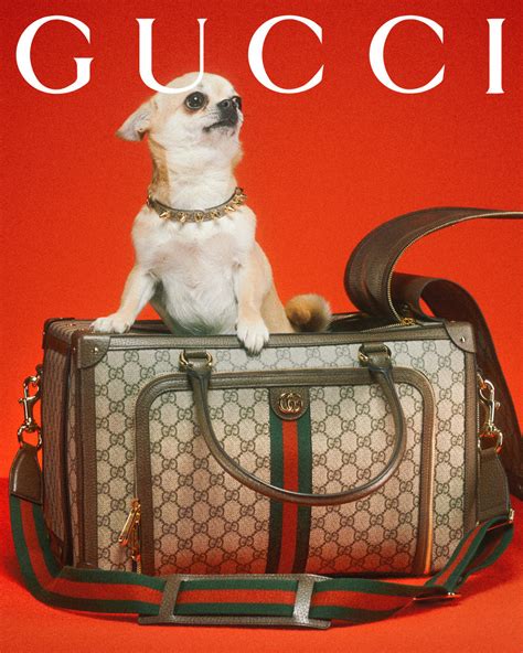 gucci pet line.